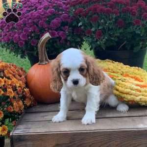 Molly, Cavalier King Charles Spaniel Puppy
